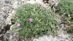 Erodium foetidum