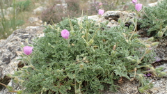 Erodium foetidum