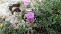 Erodium foetidum
