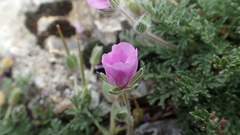 Erodium foetidum