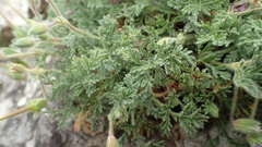 Erodium foetidum