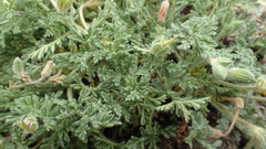 Erodium foetidum