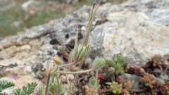Erodium foetidum