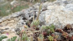 Erodium foetidum