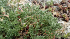 Erodium foetidum