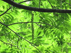 Pterocarya rhoifolia