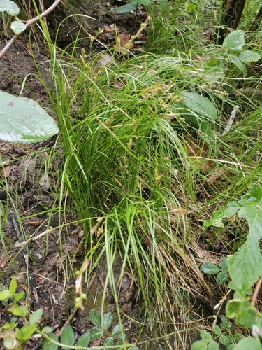 ostrica biela (Carex alba)