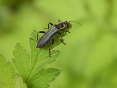 Cantharis obscura