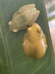 Hyperolius cystocandicans