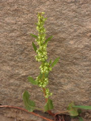 Rumex dentatus