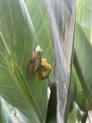 Hyperolius cystocandicans