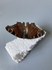 Aglais io