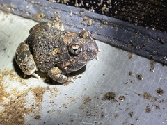 Tomopterna cryptotis