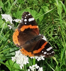 Vanessa atalanta
