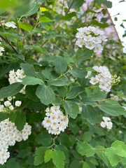 Spiraea trilobata