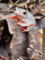 Hyperolius viridiflavus