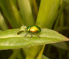 Chrysolina graminis