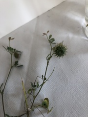 Medicago disciformis