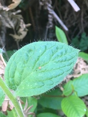 Phacelia nemoralis
