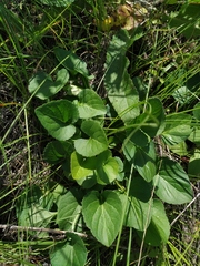 Viola ambigua