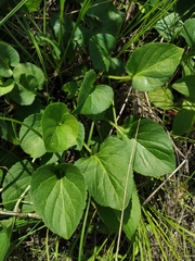 Viola ambigua