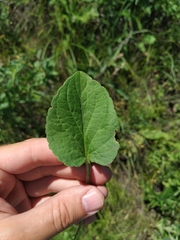 Viola ambigua