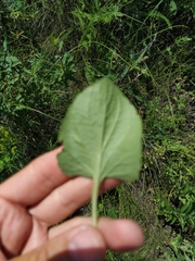 Viola ambigua