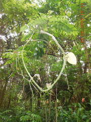 Smilax setosa