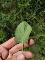 Viola ambigua