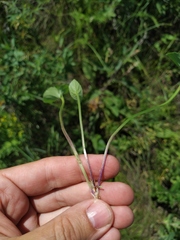 Viola ambigua