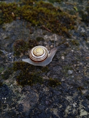 Cepaea hortensis