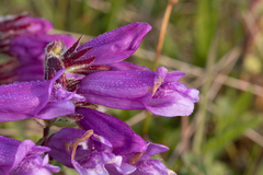 Penstemon cardwellii