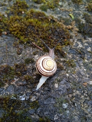 Cepaea hortensis