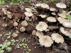 Termitomyces clypeatus