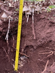 Termitomyces clypeatus