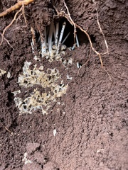 Termitomyces clypeatus