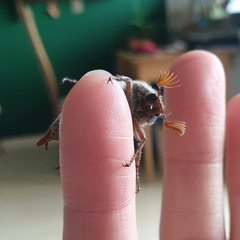 Melolontha melolontha