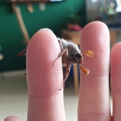 Melolontha melolontha