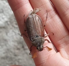 Melolontha melolontha