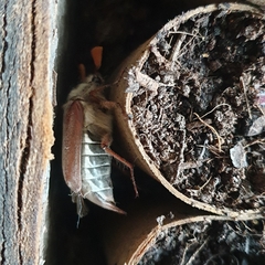 Melolontha melolontha