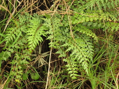 Asplenium praemorsum