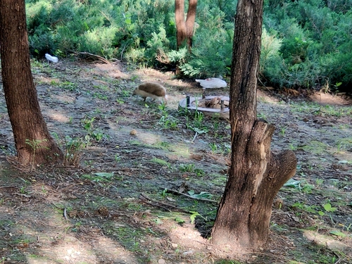 アムールハリネズミ