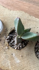 Pleiospilos compactus