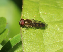 Platycheirus scutatus
