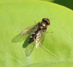 Platycheirus