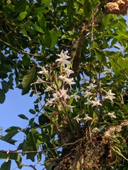 Dendrobium amoenum