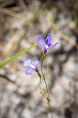 Lobelia tenuior