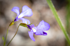 Lobelia tenuior