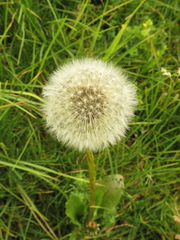 Taraxacum officinale