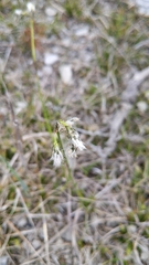 Eriophorum latifolium